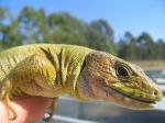 Tunisian Eyed Lizards (<i>Timon pater</i>) Same female showing autumn colours